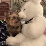 "Picky Puppy" loves IVet treats.