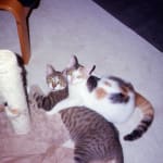 vet recommended topical treatment for gatua mites in cats