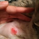 Skin Sores Cyclosporine