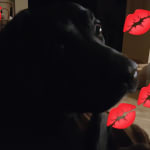 HAPPY PETS AND HEALTHY DENTAL CARE