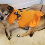 Denamarin helps my 16 yr old Diabetic dog with her Liver.