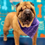 Teddy and Gracie thank you !!