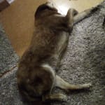 Tarter Shield Rawhide free Chews