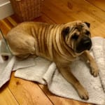 This ointment/cream helped our SharPei