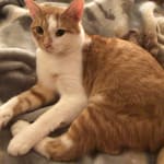 Excellent delivery and treat present.