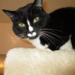 This med has been good for my cat