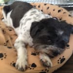 UltiCare U-40 12 unit insulin syringes