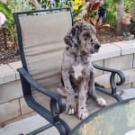 This medication helped my pet!