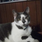 Best price for best flea medication