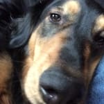 1 1/2 pills for ea. dog works well.No scratching and chewing