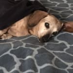 Helped with gut issues