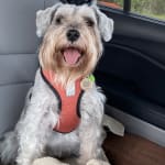 This shampoo helped my pet