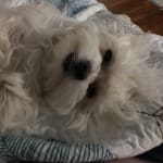 Have Concerns Buying Online Rx? You CAN trust this vendor.