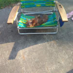 vetergen leave on conditioner