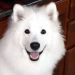 Helped my long coated Samoyeds