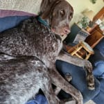 Convenient probiotic