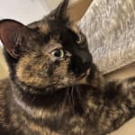 A tooth cleaning vet introduced me to Tartar Sheild