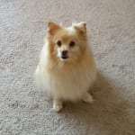 keeps eye-tear sediment at bay!