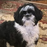 Helped both of my dogs