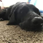 No more ear infections