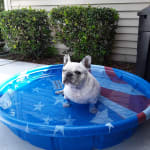 This product helped with my dogs ear ach