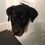 This medication helps my pet.