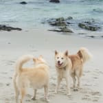 Visbiome for a healthy gut.