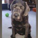 Making my pup stronger