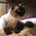 Prevents feline respiratory infections, use w/Amino B Plex