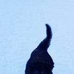 Helping Duff with his mobility.