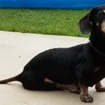 Relief for Doggie IBS - Love this product