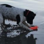 This really helped my pet