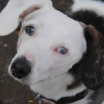 Tremendous help for sight impared rescue dachshund