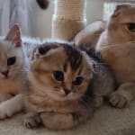 The best eye solution.