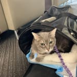 Working well with my CKD kitty
