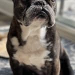 Helps for chronic pain