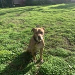 Friendly and Reliable Service with VetRxDirect