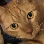 Happy cat .... happy home