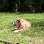 Great medicine for arthritic senior dog