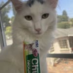 A great treat for kitties