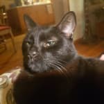 Better tasting than the vet's suspension