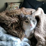 Lifeline for my 19-yr old senior lady cat