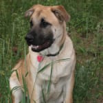 Recommended by our Veterinarian and it works!!