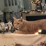 This medication is a daily must for Rocky.