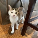 Great New Appetite Motivator For Picky Cats!