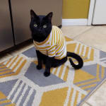 Our kitty LOVES Churu Nourish Tubes