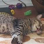 Snotcho is back to Nacho with Cetirizine