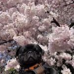 This medication helped my pet