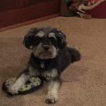 Helpful for highly anxious furry companions