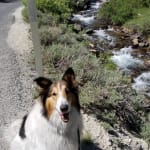 Easy medication helped my dog
